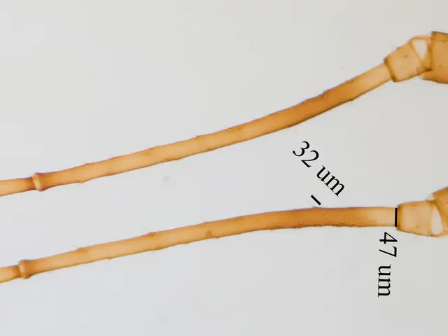 The image shows a close up of a pair of long, thin, yellow-colored fibers on a white background,...