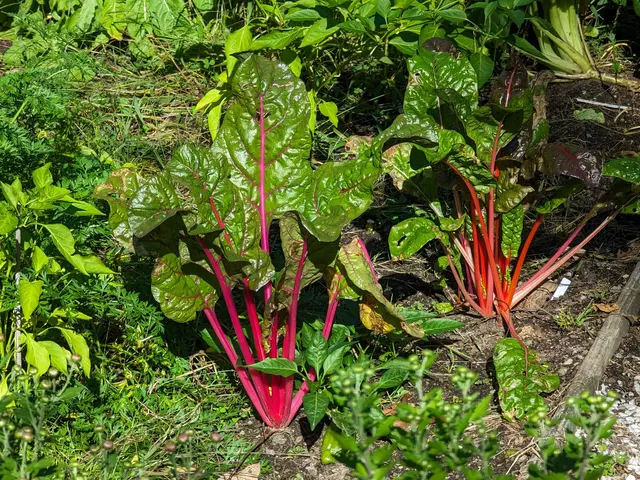 The image shows a garden with lush green grass on the ground and a variety of plants, including...