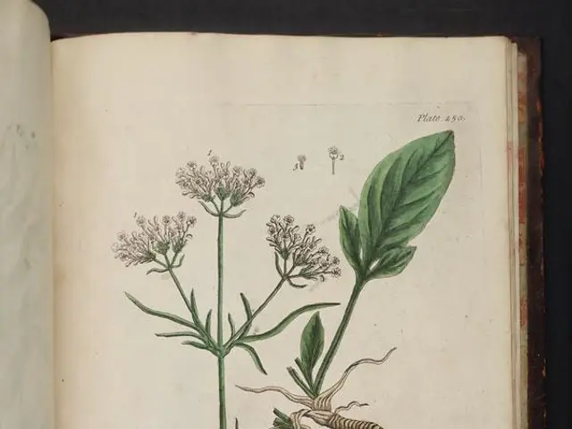 The image shows an open book with a drawing of a plant on it. The plant is identified as Valerian,...