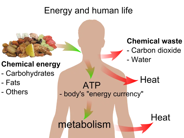 The image shows a diagram of a person's body with a plate of food on the left side and text on the...
