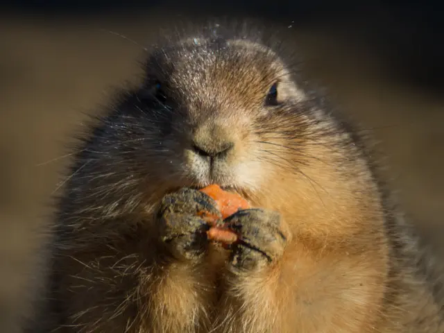 The image shows a blacktail prairie dog, with its brown and cream fur, eating a piece of food in...