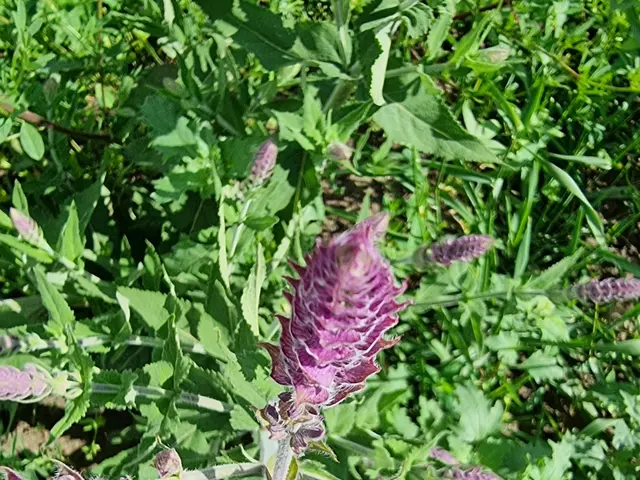 The image shows a close up of a clary sage plant with its vibrant purple flowers and lush green...