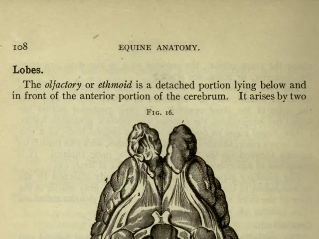 The image shows an old book with a drawing of a human brain on it. The paper has text written on...