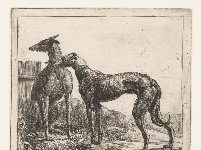 The image shows two greyhounds standing next to each other in a field, with a wooden fence in the...