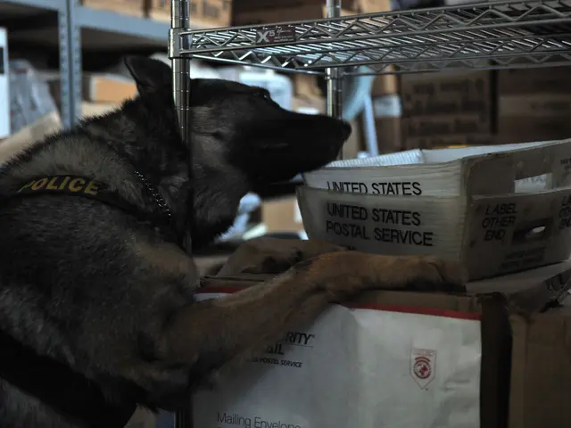 The image shows a police dog laying on top of a pile of boxes in a warehouse. The dog is black and...