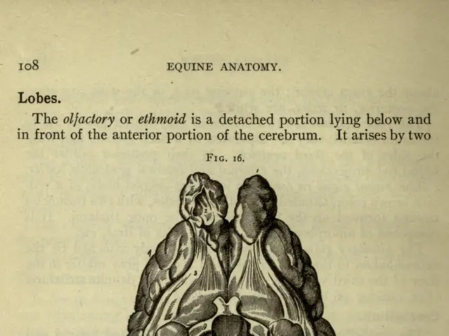 The image shows an old book with a drawing of a human brain on it. The paper has text written on...