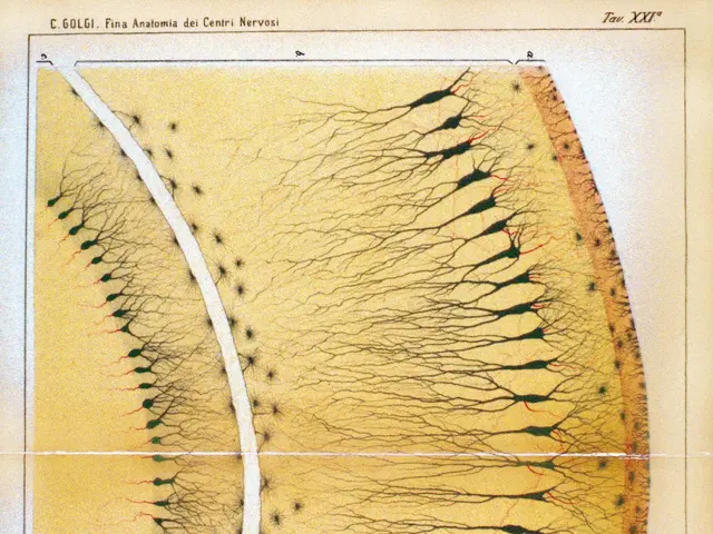 The image shows an old book with a diagram of the human eye on it. The paper has text and a picture...