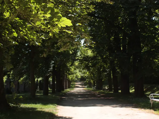 The image shows a park with a path lined with trees and benches on either side. The trees are tall...
