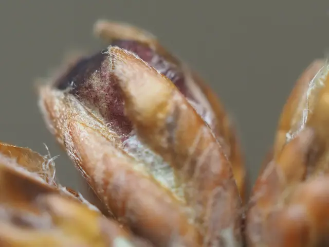 The image shows a close up of a pecan, a type of nut, on a table. The background is slightly...