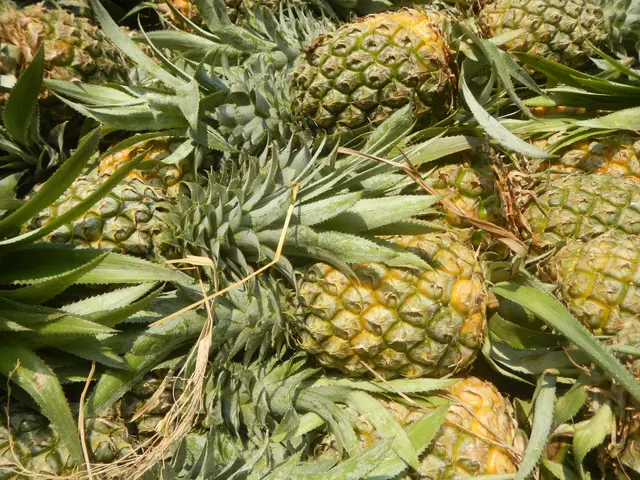 The image shows a pile of pineapples sitting on top of each other, with their green leaves still...