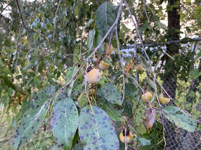 The image shows a Japanese persimmon tree with a bunch of ripe, yellow fruits hanging from its...