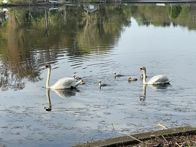The image shows a family of swans swimming in a lake surrounded by trees, plants, and grass. The...