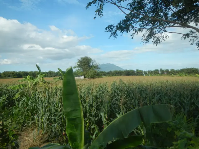 The image shows a field of cultivated land with a large banana tree in the middle, surrounded by...