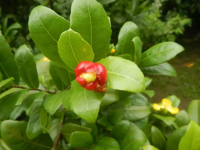 The image shows a close up of a Surinam cherry, a red fruit on a tree with green leaves and yellow...