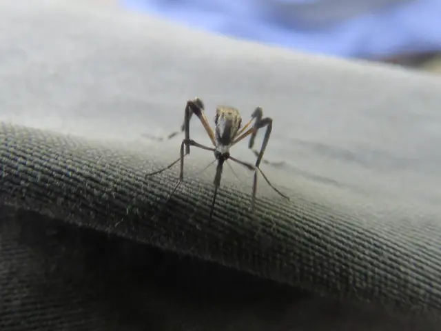 The image shows a mosquito sitting on top of a piece of cloth with a blurred background.