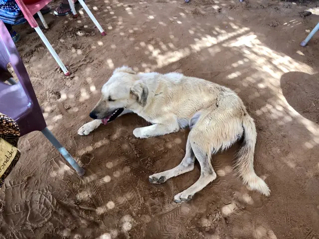 The image shows a dog laying on the ground next to a chair, surrounded by a few people sitting on...