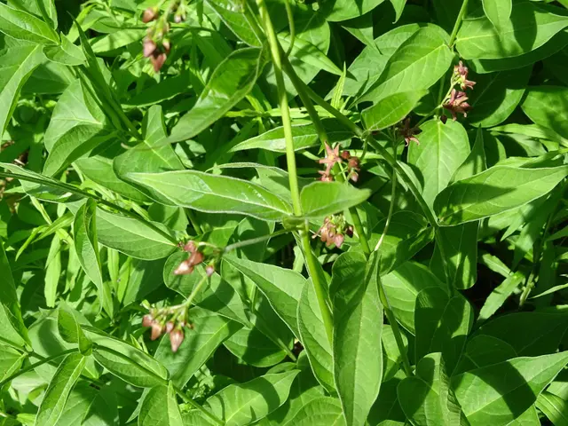 The image shows a close up of a plant with green leaves and pink flowers, identified as cowpea. The...