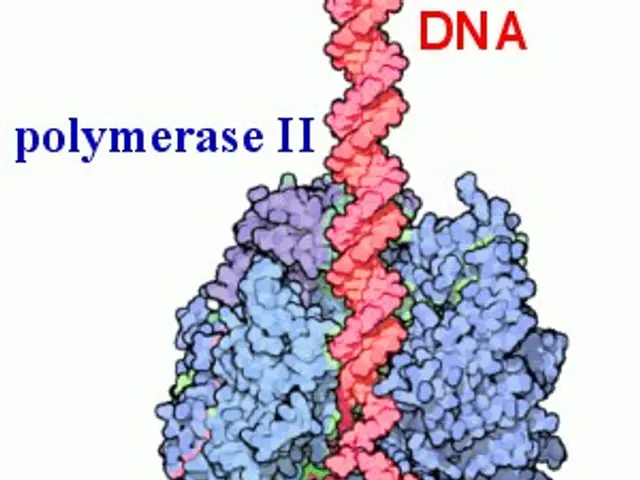 The image shows a diagram of a protein molecule with the words "polymerase ii" and "RNA" written on...