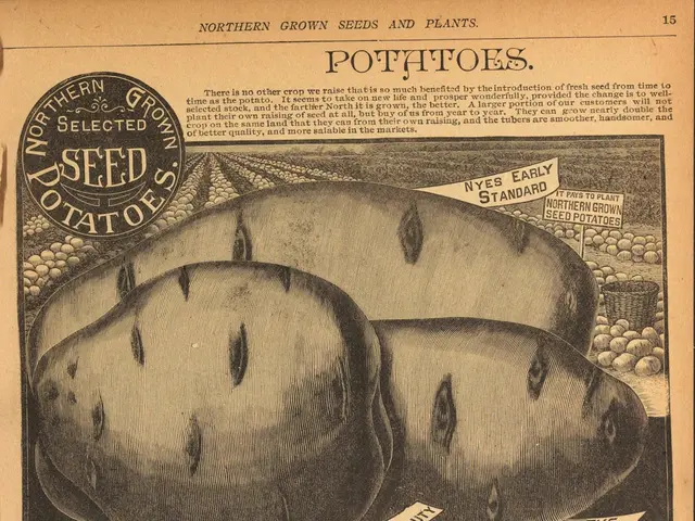 The image shows an old advertisement for a potato plant with a picture of a potato on it. The paper...