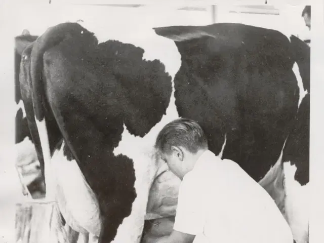 The image shows an old black and white photo of a man sitting on a stool milking a cow.