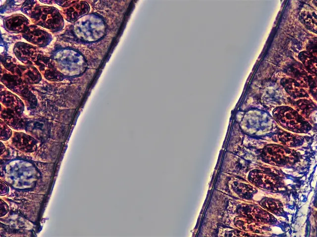 The image shows a close up of a microscope image of a cross section of a plant stem, revealing the...