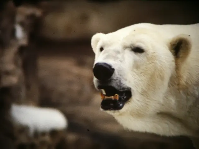 The image shows a polar bear with its mouth open and teeth wide open, set against a blurred...