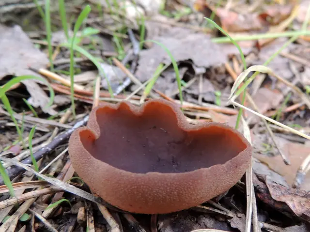 The image shows a brown Sarcoscypha coccinea mushroom on the ground in the woods surrounded by...