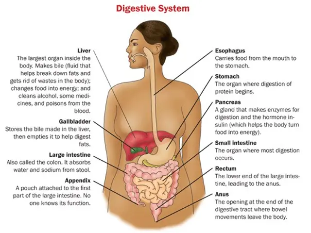 The image shows a diagram of the human body with labels of the digestive system, including the...