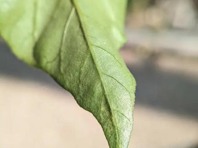 The image shows a close up of a green basil leaf on a plant, with a blurred background.
