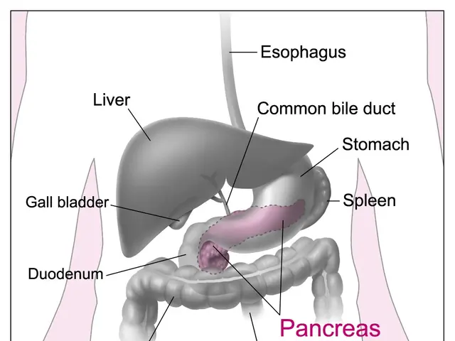 The image shows an animated diagram of the internal organs of the human body, with the words...
