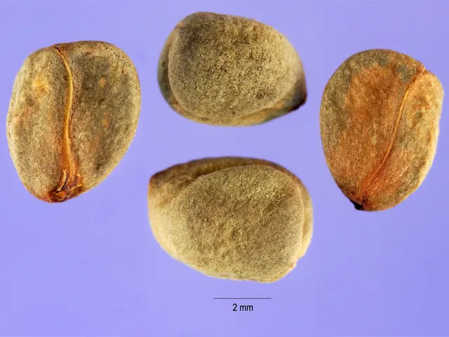 The image shows a close up of three pistachio nuts on a purple background. The nuts are arranged in...