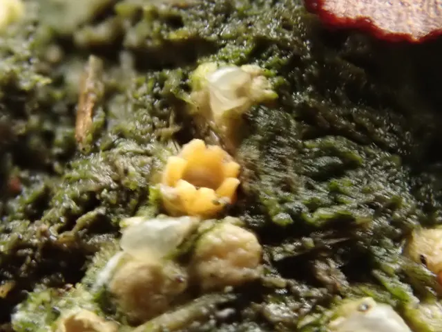 The image shows a close up of a plate of food with a variety of food items, including green algae....