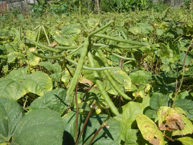 The image shows a field of green beans growing in a garden, with a wall in the background. The...