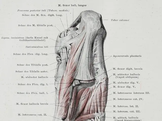 The image shows an old book with a diagram of the muscles of the foot, specifically the foot...