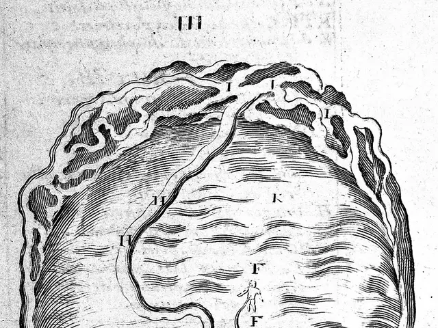 The image shows a black and white drawing of a map of the human brain on a piece of paper. The map...