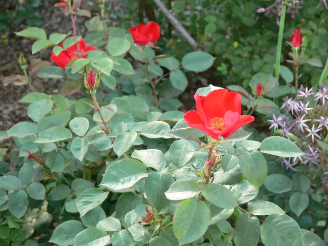 The image shows a garden with lush green leaves and vibrant red roses growing in it. The roses are...