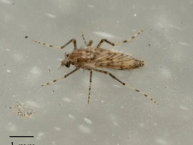 The image shows a common mosquito on a white surface with a small insect on it. At the bottom of...