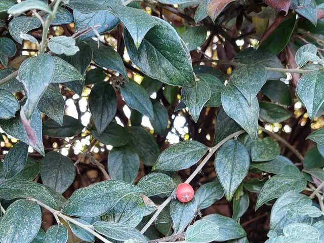 The image shows a close up of a plant with green leaves and red berries, which is identified as...