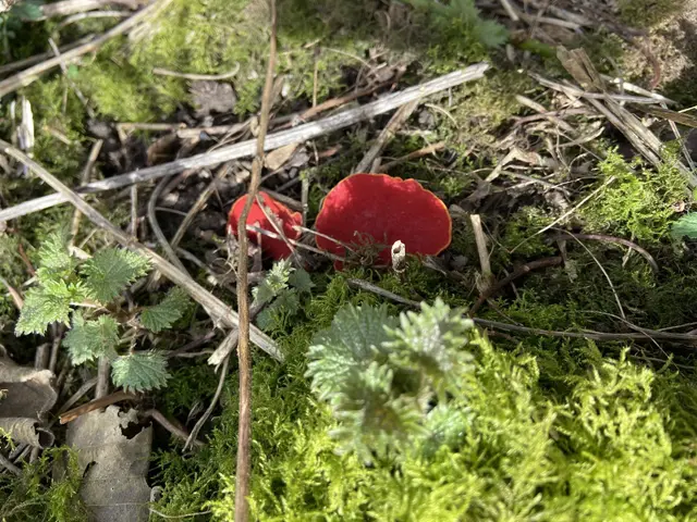 The image shows a vibrant red Sarcoscypha coccinea mushroom growing on the ground in the woods...