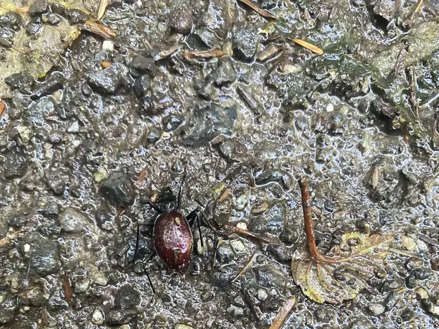 The image shows a tick crawling on the ground in the mud, surrounded by small stones and dried...