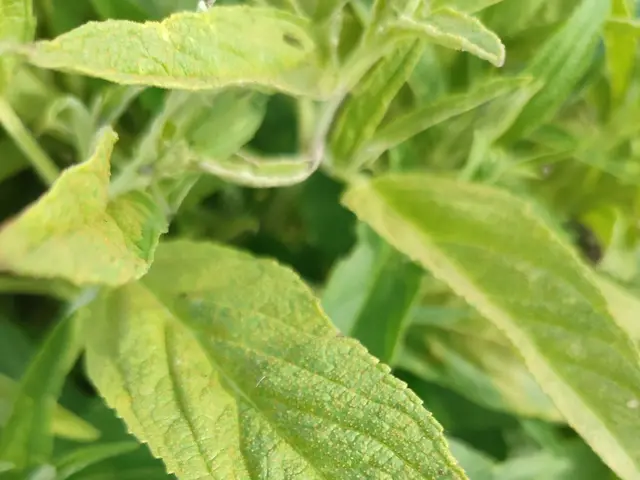 The image shows a close up of a plant with green leaves, which appear to be stevia. The leaves are...