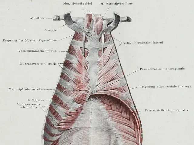 The image shows a diagram of the muscles of the chest, with labels indicating the various parts of...