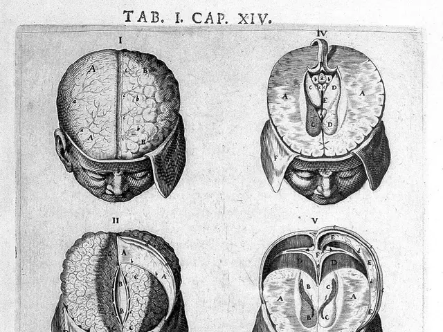 The image shows a black and white drawing of a human brain with different parts of the brain...