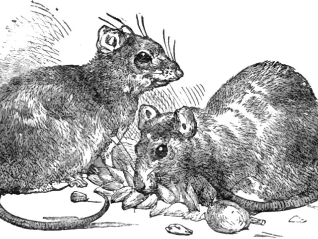 The image shows a black and white drawing of two rats eating food.